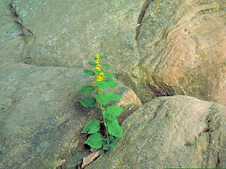 <i>Solidago albopilosa</i> species of plant