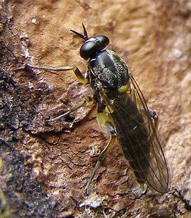 Solva marginata