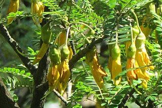 <i>Sophora fernandeziana</i> Species of legume