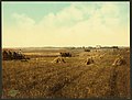 South Dakota harvest field-LCCN2008678244.jpg