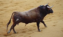 A Spanish Fighting Bull. Breed: Vegahermosa. Feria de Cordoba 2009 Spanish Fighting Bull II by Alexander Fiske-Harrison.jpg