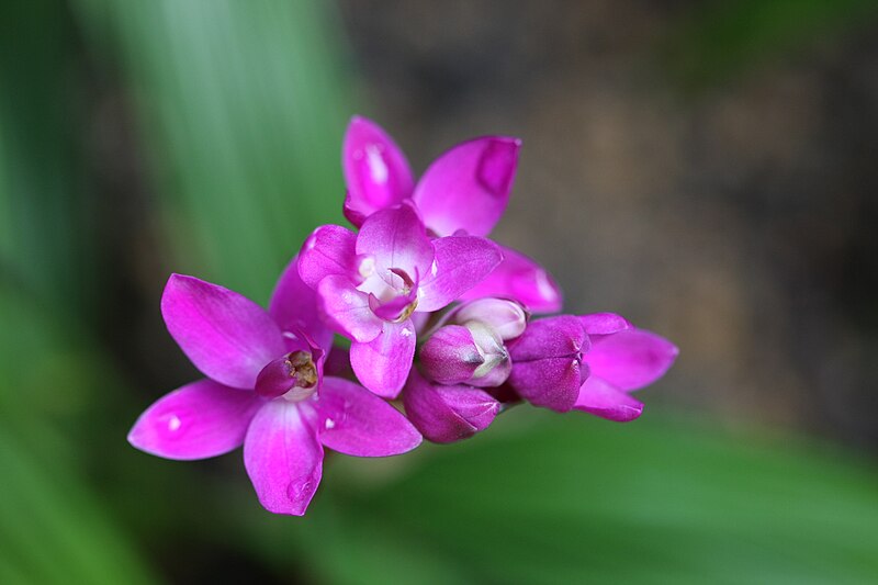 File:Spathoglottis plicata, National Orchid Garden, Singapore - 20080224.jpg