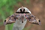 Thumbnail for File:Sphinx moth (Adhemarius gannascus).jpg