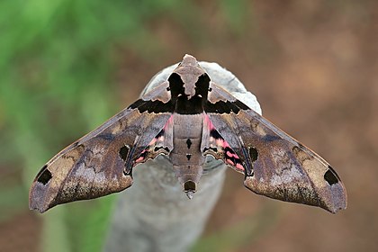 Mariposa-esfinge (Adhemarius gannascus), floresta nublada do monte Totumas, Panamá. Descrita pela primeira vez por Caspar Stoll em 1790, ela é parte do gênero Adhemarius e da família dos esfingídeos. O nome “esfinge” faz alusão à posição de repouso das lagartas, posição a qual é similar à da Esfinge de Gizé. Nenhuma subespécie está listada no Catálogo da Vida. (definição 4 495 × 2 996)