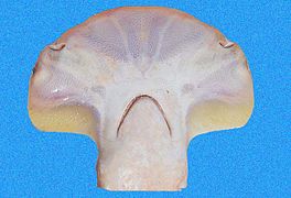 Cabeza, parte inferior del tiburon martillo cornuda coronada