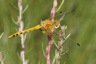 <i>Sympetrum signiferum</i> Species of dragonfly