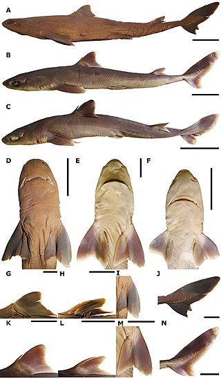 <span class="mw-page-title-main">Japanese shortnose spurdog</span> Species of shark