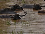 Bovidés sri lankais. Category:animals in Sri LankaiCategory:Unknown BovidaeCategory:Unidentified organisms