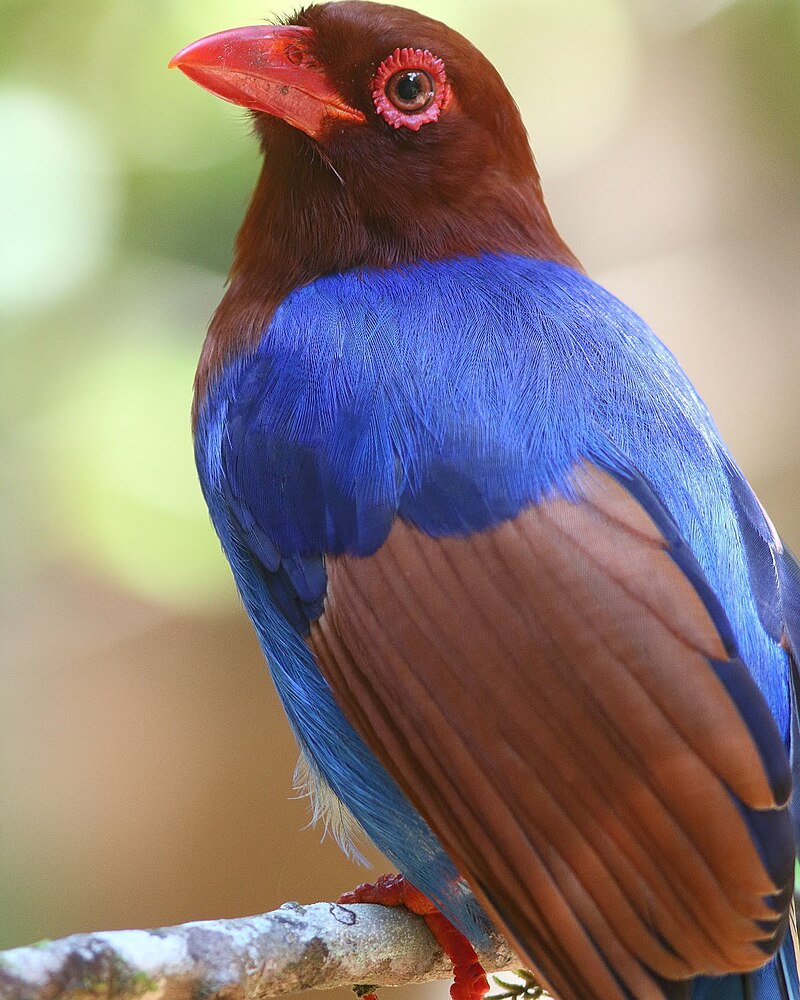 Medium Blue Magpie Feathers