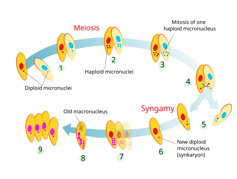 File:Stages of ciliate conjugation.svg