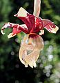 Stanhopea tigrina