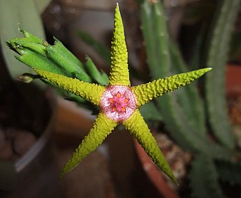 A flower of S. flavopurpurea. StapeliaFlavopurpureaFlower.jpg