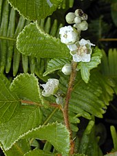 Rubus ellipticus (flowers and leaves