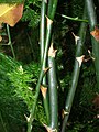Starr 050517-1469 Asparagus setaceus.jpg