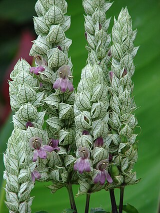 <i>Nicoteba betonica</i> Species of flowering plant