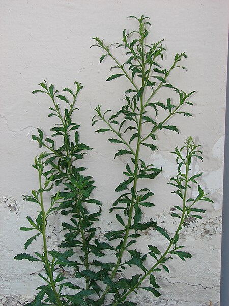 File:Starr 080531-4809 Lepidium virginicum.jpg