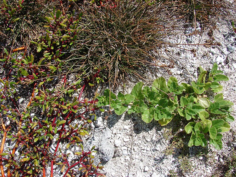 File:Starr 080603-5729 Fimbristylis cymosa.jpg