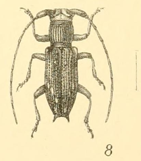 Stathmodera lineata