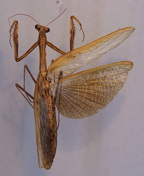 File:Statilia nemoralis dorsal.jpg