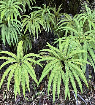 <i>Sticherus cunninghamii</i> Species of fern