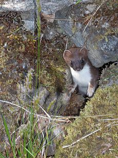 Hermelin (Mustela erminea)