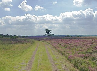 <span class="mw-page-title-main">Strabrechtse Heide</span>