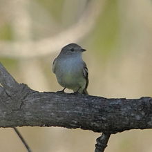 Sublegatus modestus Southern Scrub-Flycatcher.JPG 