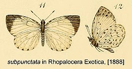 Teriomima subpunctata