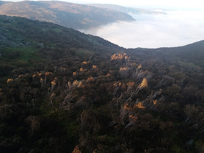 File:Sun-touched Bracken.jpg