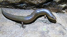 Sundevalls sich windender Skink (Mochlus sundevallii subsp. Sundevallii) .jpg