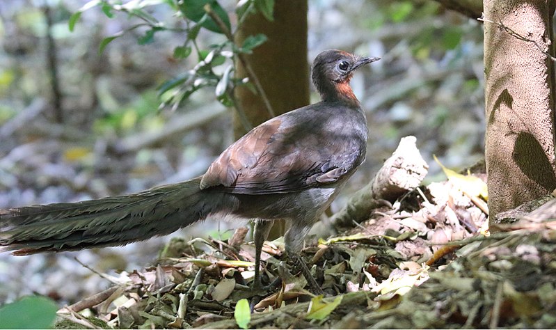 File:Superb Lyrebird (Menura novaehollandiae) (30571971863).jpg