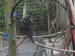 Siamang