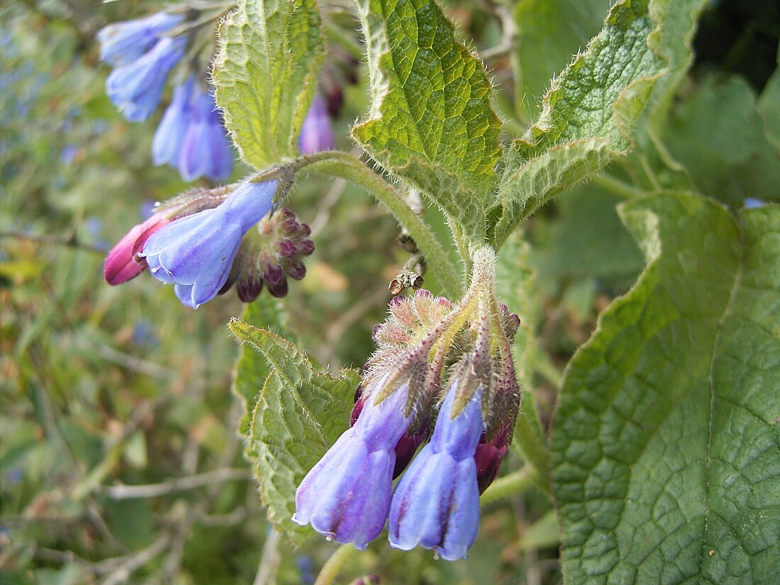 Symphytum asperum