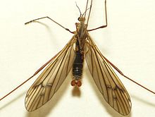 Symplecta pilipes.jpg