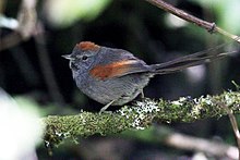 Synallaxis courseni - Apurímac Spinetail; Абанкай, Апуримак, Перу.jpg