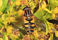 Syrphid - Helophilus fasciatus, Assateague National Seashore, Berlin, Maryland (26834445669).jpg