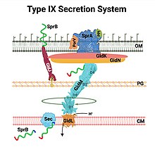 Type IX secretion system schematic diagram T9ss.jpg