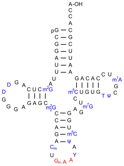 ARNt de phénylalanine chez la levure. La 2′-O-méthylguanosine est notée Gm.