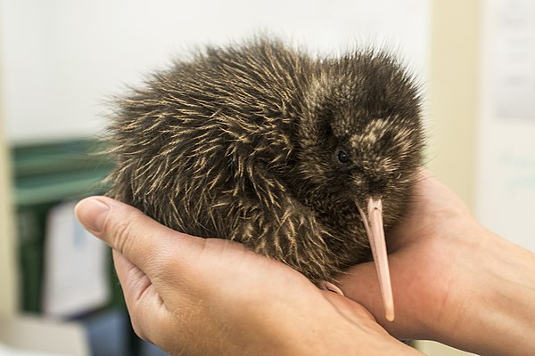 An Okarito kiwi (Apteryx rowi), also known as the rowi