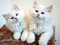 Twee witte Siberische kittens.