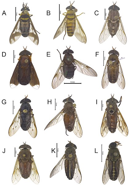 File:Tabanidae (10.3897-zookeys.684.13197) Figure 12.jpg