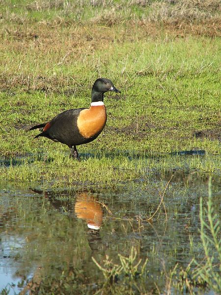 File:Tadorna tadornoides wet meadow.jpg