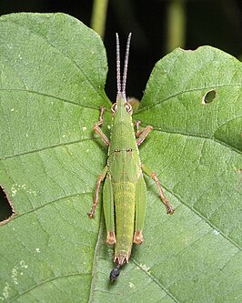 Tagasta marginella