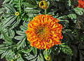 * Nomination Orange Tagetes erecta flower. --Joydeep 08:21, 27 December 2014 (UTC) * Promotion Good quality. --Jacek Halicki 10:40, 27 December 2014 (UTC)