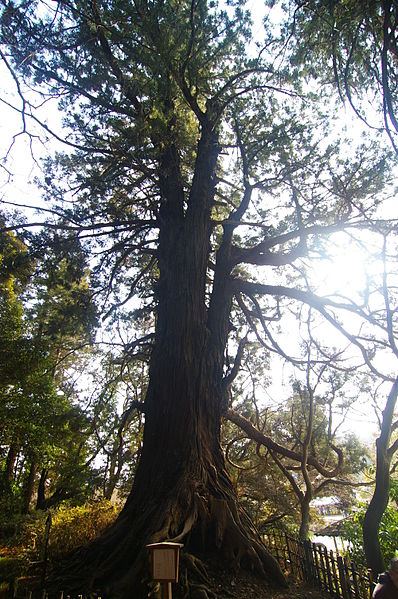 File:Taro-Sugi (the tallest cedar in Kairakuen).JPG