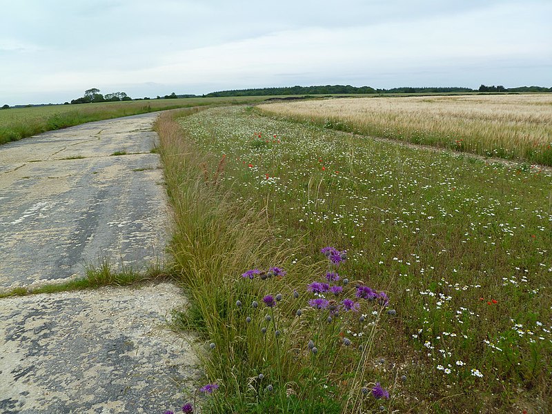 File:Tarrant Rushton, wild flowers - geograph.org.uk - 2485234.jpg