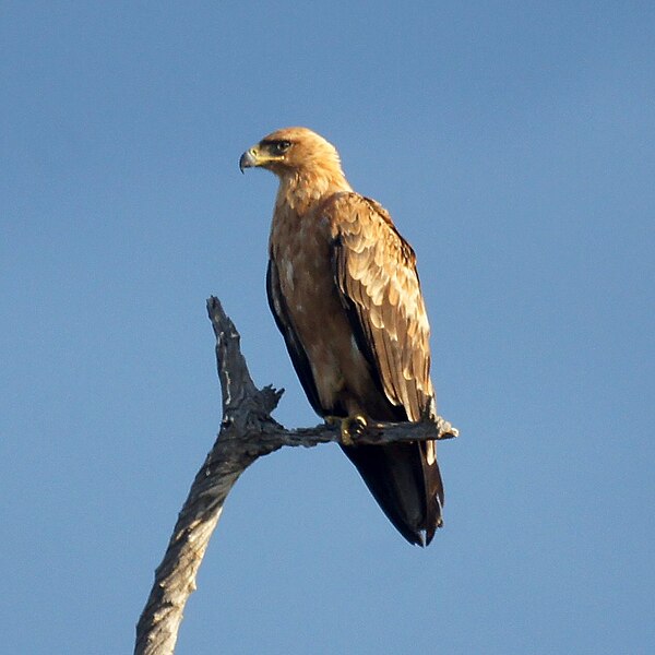 File:Tawny Eagle (6608149481).jpg