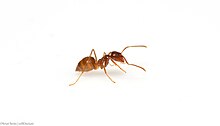 Tawny crazy ant (Nylanderia fulva) female worker.jpg
