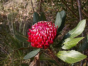 Telopea aspera inflorescence.JPG görüntüsünün açıklaması.