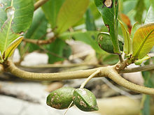 Terminalia catappa (fruit).jpg